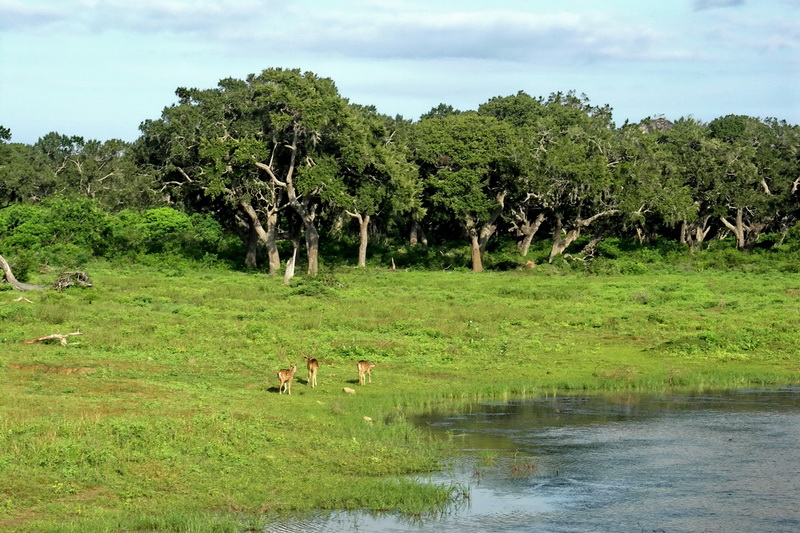 Sri Lanka, National parks